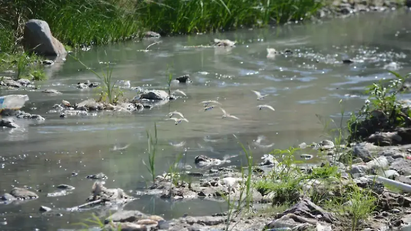 Langostinos en el Río Bravo